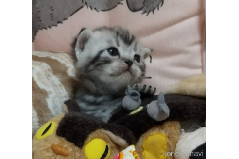 成約済の埼玉県のアメリカンショートヘア-51117の2枚目